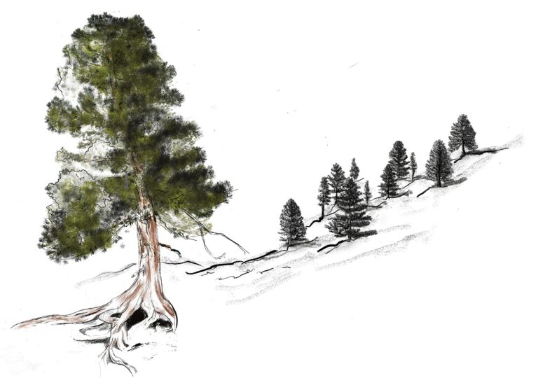 Bois d'arolle