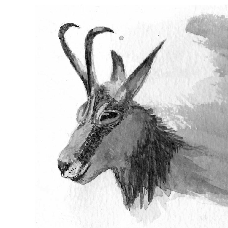 Chamois