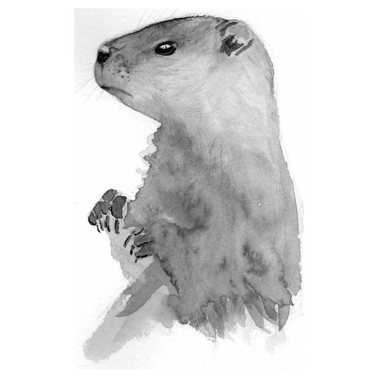 Marmotte
