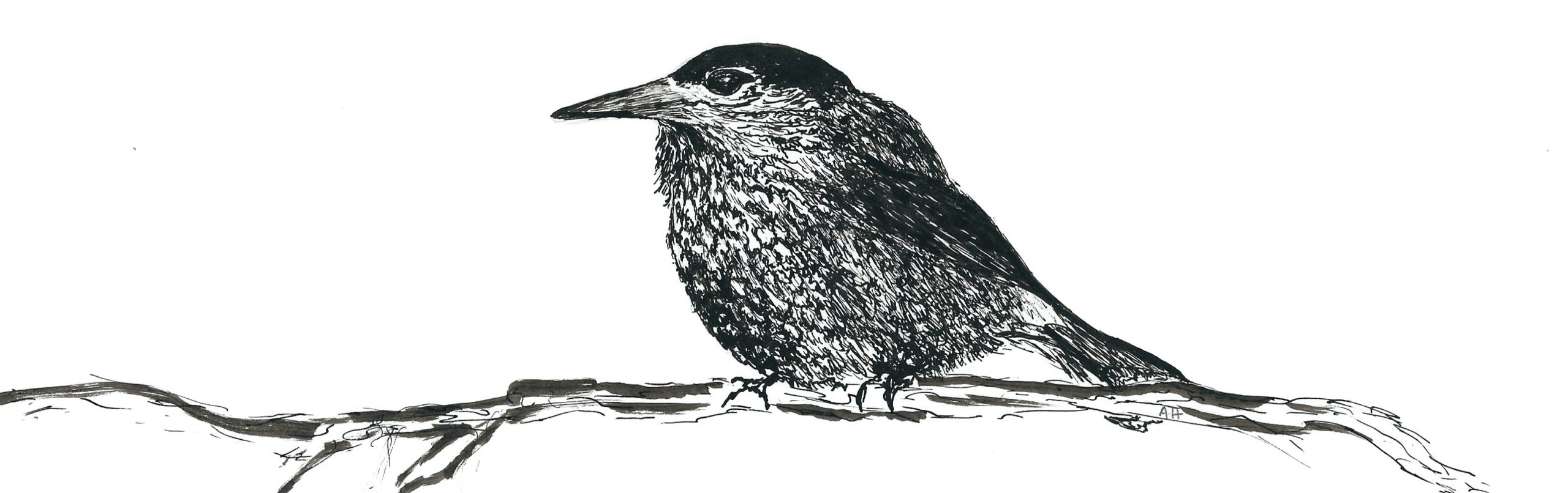 Oiseau